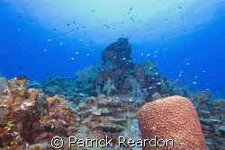 Beautiful, healthy reef at Chinese Garden, North wall, Gr... by Patrick Reardon 